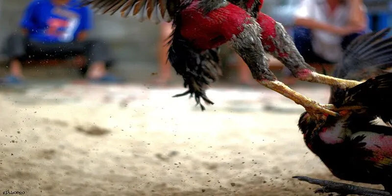 Trải nghiệm mượt mà và tiện lợi của app đá gà trực tiếp