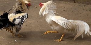 Cách Nuôi Gà Đá Cựa Sắt Chuẩn Nhất Từ Chuyên Gia Tại Jun88