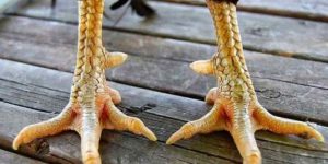 Cựa Gà Đá – Vũ Khí Chí Mạng Trên Sàn Đấu Tại Jun88