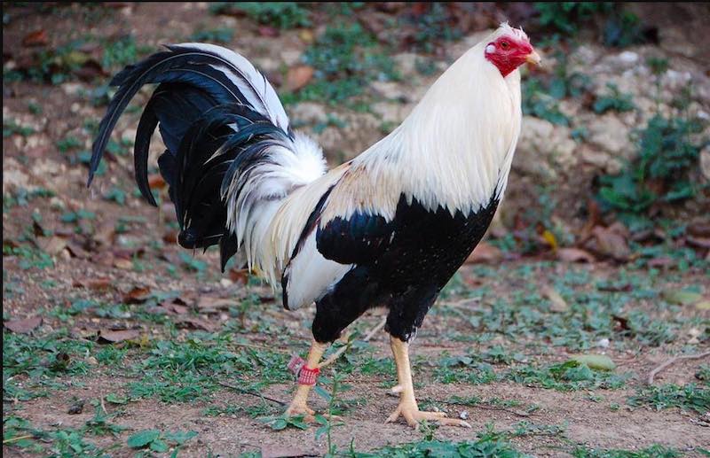 Gà Thái có phong cách chiến đấu biến hóa và sức bền vượt trội