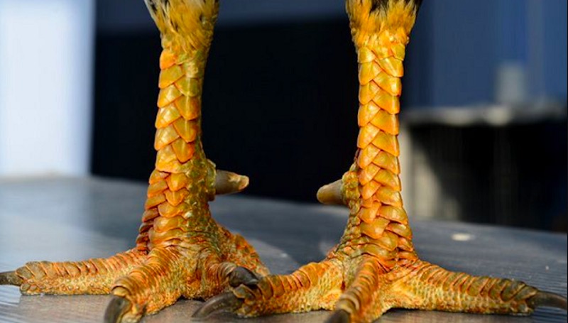 Cách xem vảy gà chọi đúng chuẩn qua góc nhìn trực diện hai chân chiến kê